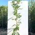 Wisteria Prolific 2.5-3 m buy online UK.