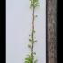 Wisteria Prolific 1.6-1.9 m buy online UK.