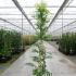 Wisteria Prolific 1.75-2 m buy online UK.