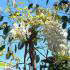 Wisteria Sinensis Alba or white Japanese Wisteria for sale online at our London garden centre
