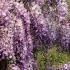 Wisteria x Formosa Issai climber,  Wisteria Formosa Issai to buy online with UK and Ireland delivery. 