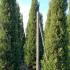 X Cupressocyparis Leylandii Pyramidalis 3.5-4 m buy online UK.
