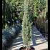 X Cupressocyparis Leylandii Pyramidalis 1-1.2 m buy online UK.