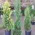 X Cupressocyparis Leylandii Pyramidalis 1.5-1.75 m buy online UK.
