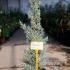 X Cupressocyparis Leylandii Pyramidalis 80-100 cm buy online UK.