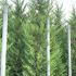 X Cupressocyparis Leylandii Pyramidalis 2.5-3 m buy online UK.