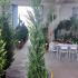 X Cupressocyparis Leylandii Pyramidalis 2-2.5 m buy online UK.