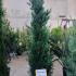 X Cupressocyparis Leylandii Pyramidalis 1.75-2 m buy online UK.