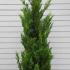 cupleypyramid 1.25-1.5 m buy online UK.
