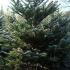 Nordman Fir Living Christmas Trees to Buy