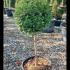 Yew Half Standard Lollipop 1-1.1 m buy online UK.