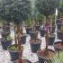 Yew Half Standard Lollipop 1.6-1.7 m buy online UK.