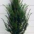 Yew Hedging Rootballs 80-100 cm buy online UK.