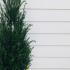 Yew Hedging Rootballs 1-1.25 m buy online UK.
