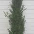 Yew Hedging Rootballs 1.25-1.5 m buy online UK.