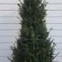 Yew Hedging Rootballs 1.5-1.75 m buy online UK.