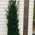 Yew Hedging Rootballs 1.75-2 m buy online UK.