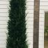 Yew Hedging Rootballs 2.75-3 m buy online UK.