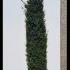 Yew Hedging Rootballs 2.25-2.5 m buy online UK.