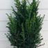 Yew Hedging Rootballs 60-80 cm buy online UK.