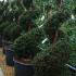 Yew Spirals(Taxus Baccata Topiary Spirals), Topiary plants, UK