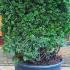 Taxus Baccata Yew Topiary Cubes for Sale online UK