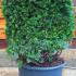 Taxus Baccata Yew Topiary Cubes for Sale online UK