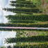 Yew Tuscan Cones or Yew Topiary Columns