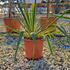 yfbe 30-40 cm buy online UK.