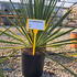 yfbe 40-60 cm buy online UK.