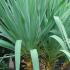 Yucca Gloriosa - succulents and spiky plant nursery London