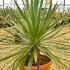 Yucca Gloriosa 40-60 cm buy online UK.