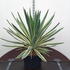 ygv 60-80 cm buy online UK.