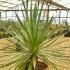 Yucca Gloriosa, an evergreen, hardy succulent Yucca 