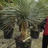 yuccros 1.1-1.3 m buy online UK.