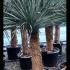 Yucca Rostrata Blue Swan 1.4-1.5 m buy online UK.