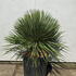 yuccros 70-80 cm buy online UK.