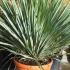 Yucca Rostrata Blue Swan for sale at hardy exotics specialist Paramount Plants and Gardens. We sell online. 