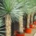 Yucca Rostrata, Spiky and Succulents, Paramount Plants UK. We sell online.