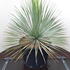 yuct 50-60 cm buy online UK.