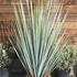 Yucca Thompsoniana for sale online with UK delivery from our London plant centre.