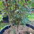 Zanthoxylum Simulans Sichuan Pepper 