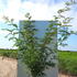 zasi 2-2.5 m buy online UK.