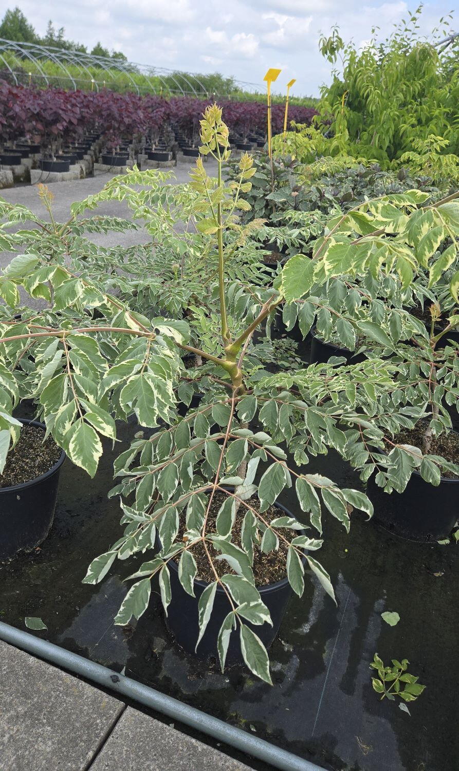 Aralia Tree Rhs Aralia Elata Variegata or Variegated Japanese Angelica Tree