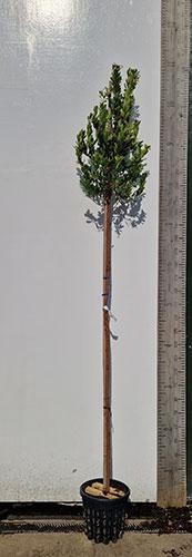 Arbutus Unedo Standard Tree - Standard Strawberry Tree