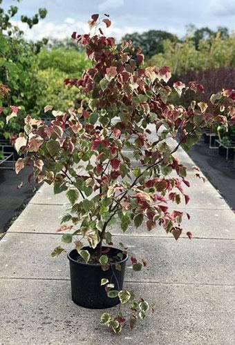 Cercis Canadensis Carolina Sweetheart North American Redbud