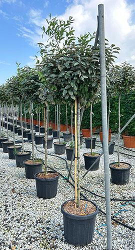full-standard-eleagnus-ebbingei-trees-oleaster-trees-online
