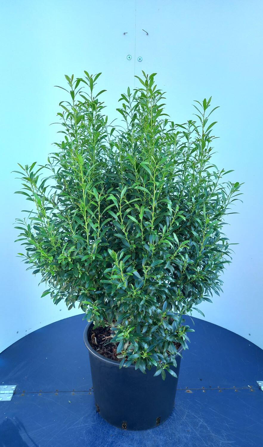 Compact Inkberry Ilex Glabra Gem Box Inkberry Holly Compact Evergreen Shrub