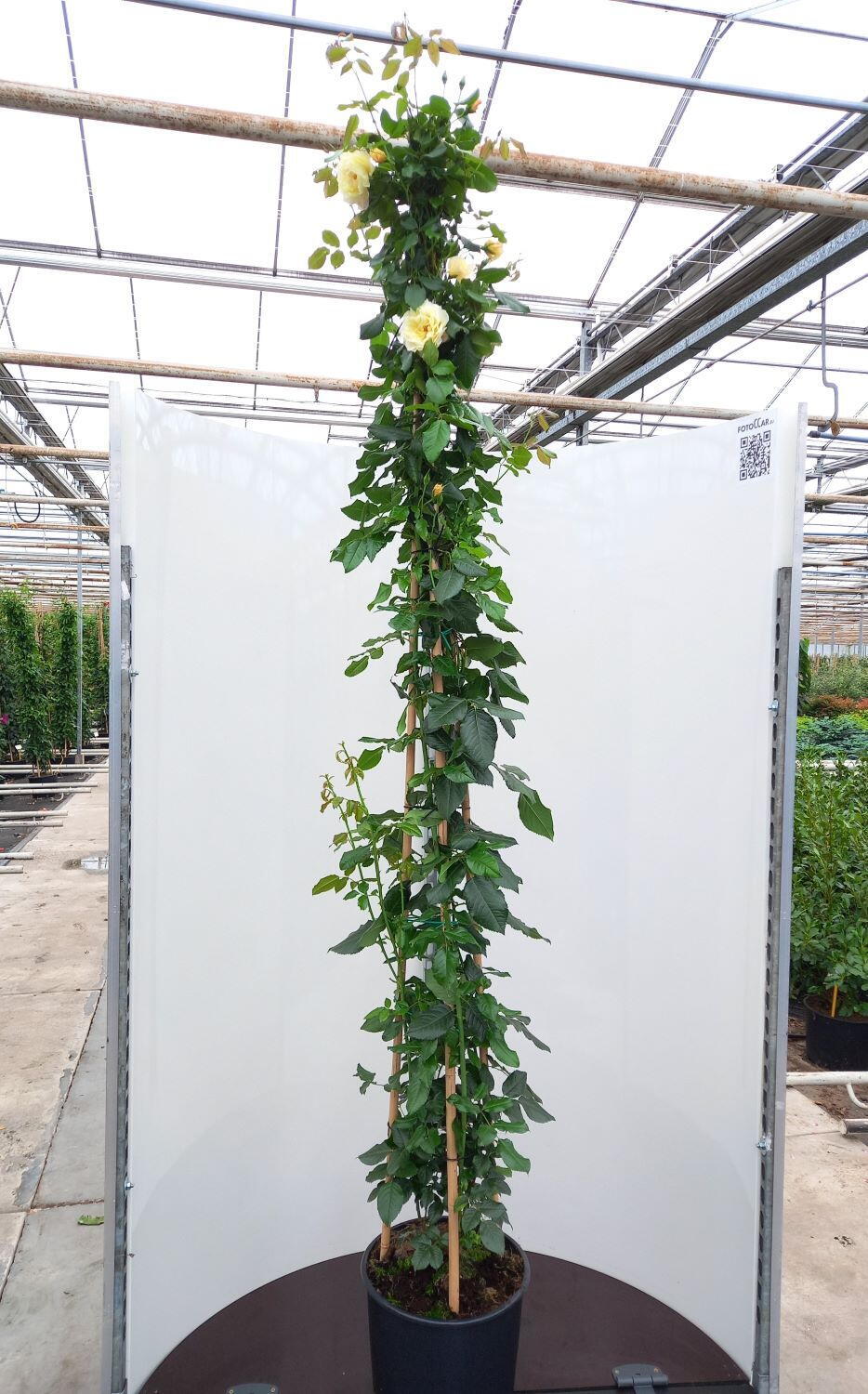 Rosa Moonlight or Moonlight Rose - Fragrant Hybrid Musk Rose