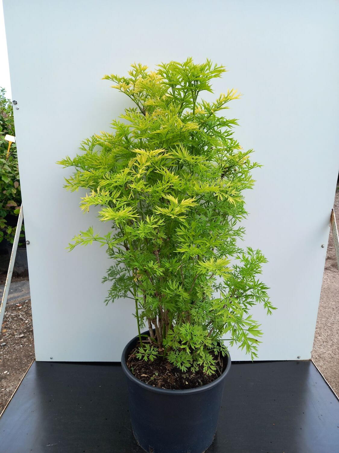 Sambucus Nigra Golden Tower Elderberry Golden Tower Upright sambucus-nigra-golden-tower-elderberry-golden-tower-upright